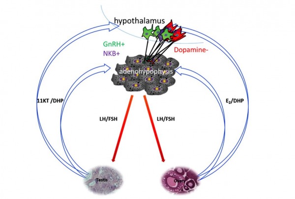 HPG axis