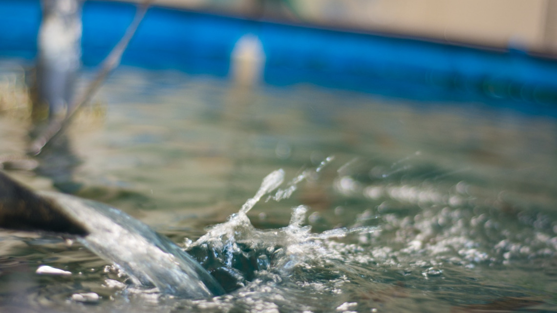 Pool current